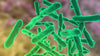 Bifidobacterium longum, breve (2 billion CFUs each)