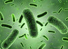 Lactobacillus (5 Billion Spores)