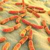 Lactobacillus salivarius, casei, Bifidobacterium lactis (1 billion CFUs each)