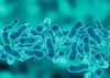 Lactobacillus acidophilus, plantarum, rhamnosus, paracasei (2 billion CFUs each)
