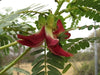 Sesbania Extract