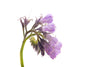 Allantoin