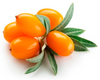 Sea Buckthorn Extract